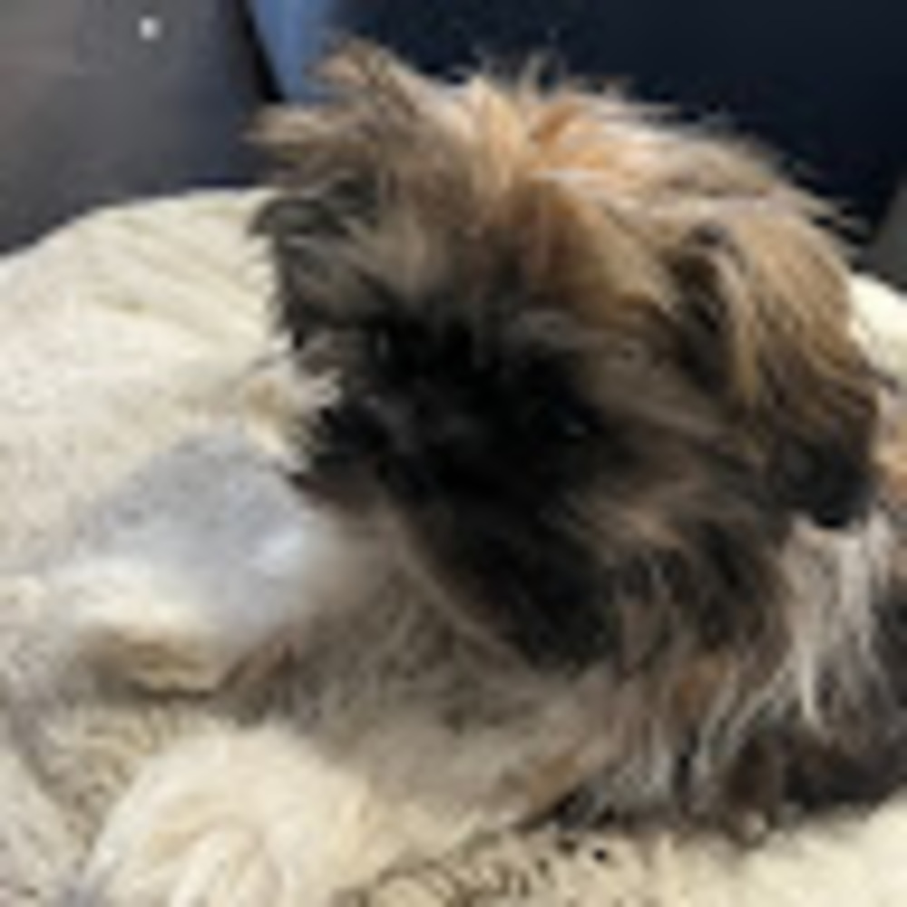 Meet your Posher, Ally